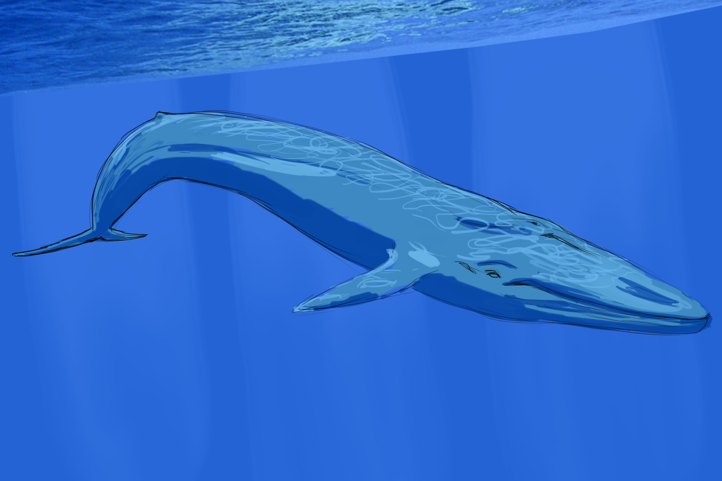 Blue whales have an estimated 0.5 million tonnes biomass from an average mass of 140,000kg but a population size of roughly 4700